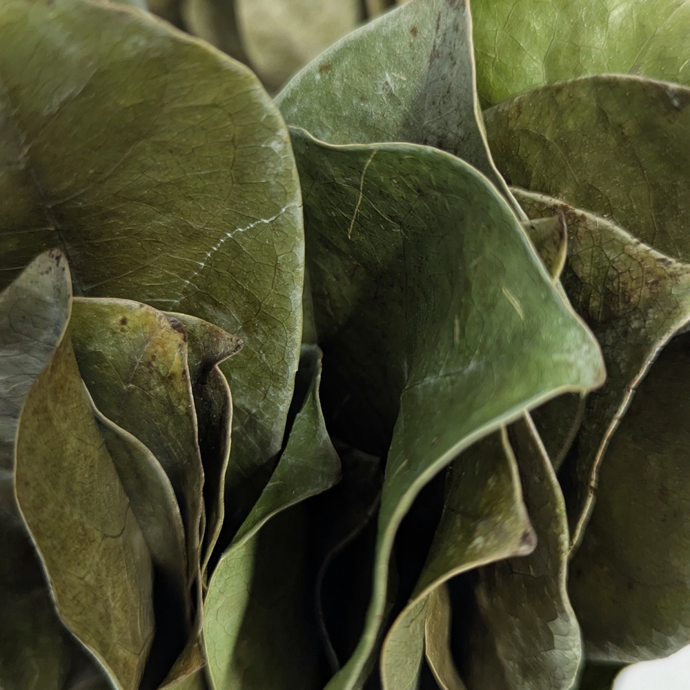 Organic Dried Soursop Leaves For Healthy Tea Making.